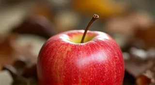 The Orchard's Remembrance: Seasonal Cycles and Postcard Vignettes of Maine's Harvests